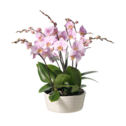 Den feminine orkidé