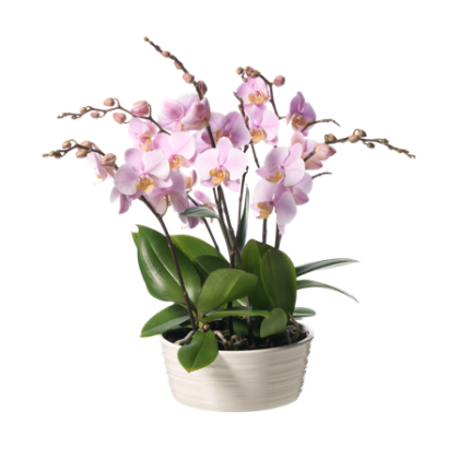 Den feminine orkidé