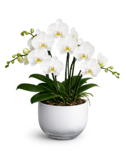 Hvid Phalaenopsis orkidé i elegant orkidéglas med grønne blade på hvid baggrund