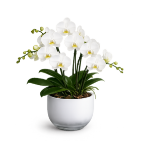 Hvid Phalaenopsis orkidé i elegant orkidéglas med grønne blade på hvid baggrund