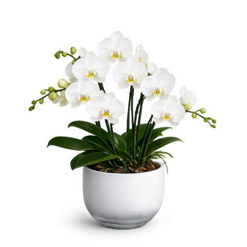 Hvid Phalaenopsis orkidé i elegant orkidéglas med grønne blade på hvid baggrund