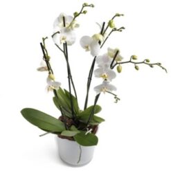 Orkidé i orkidé-krukke