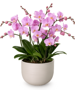 Pink og lilla Phalaenopsis orkidéer i elegant potte – Orkidédrøm luksuriøs orkidésamling