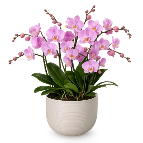 Pink og lilla Phalaenopsis orkidéer i elegant potte – Orkidédrøm luksuriøs orkidésamling