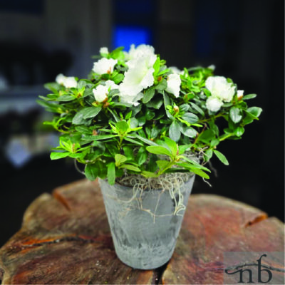 En frisk blomsterbuket klar til levering i Birkerød fra NetBuket